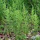 Equisetum arvense