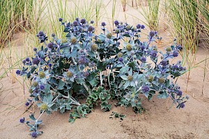 Sea-holly: Eryngium maritimum