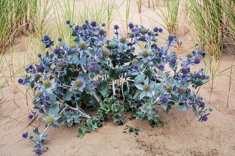 Eryngium maritimum - © Charles Hipkin