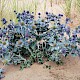 Eryngium maritimum