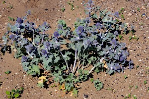 Sea-holly: Eryngium maritimum