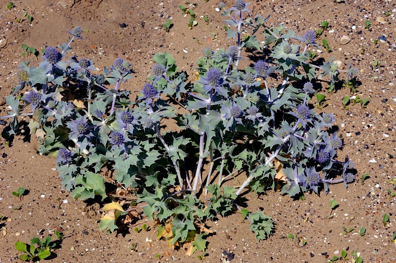 Eryngium maritimum - © Charles Hipkin