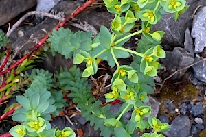 Sea Spurge: Euphorbia paralias