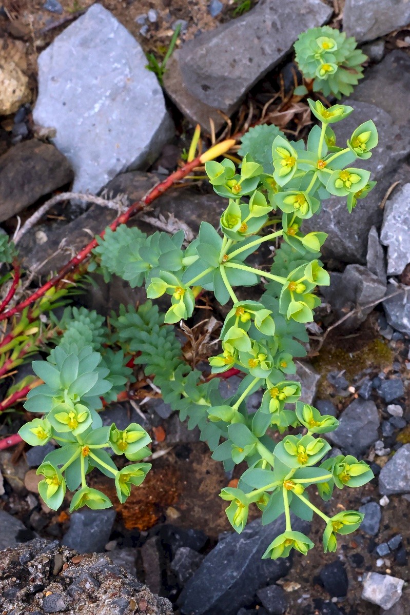 Euphorbia paralias - © Charles Hipkin