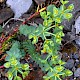 Euphorbia paralias