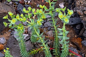 Sea Spurge: Euphorbia paralias