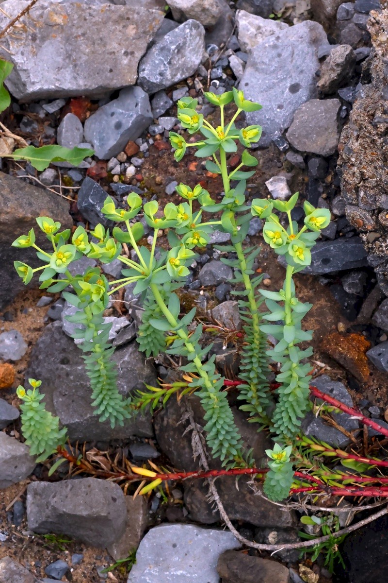 Euphorbia paralias - © Charles Hipkin