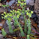 Euphorbia paralias