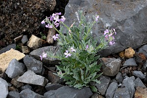 Sea Stock: Matthiola sinuata