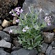 Matthiola sinuata