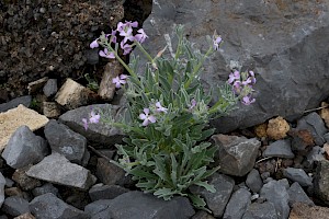 Sea Stock: Matthiola sinuata