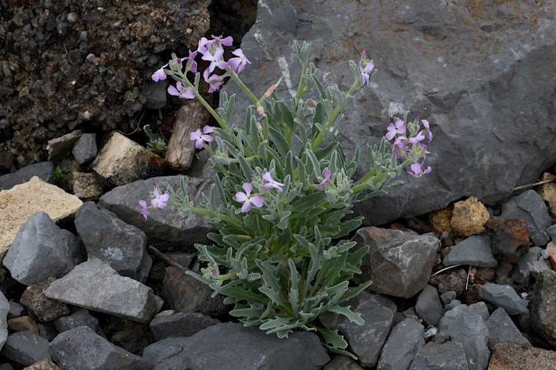 Matthiola sinuata - © Charles Hipkin