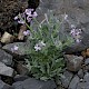 Matthiola sinuata