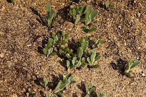 Sea Stock: Matthiola sinuata