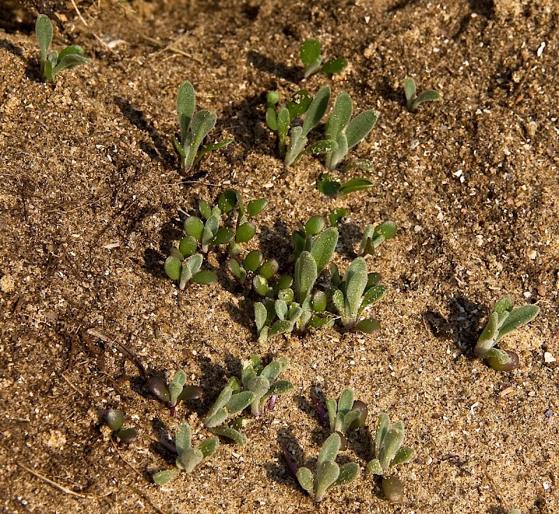 Matthiola sinuata - © Charles Hipkin