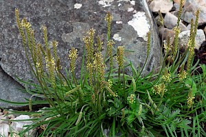 Plantago maritima Sea Plantain