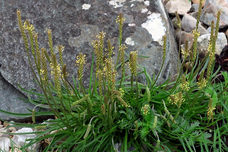 Plantago maritima - © Charles Hipkin