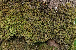 Holt's Mouse-tail Moss: Isothecium holtii