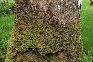 Holt's Mouse-tail Moss: Isothecium holtii