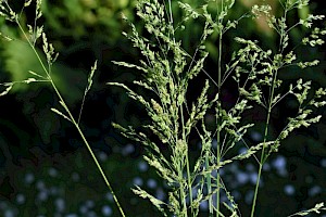 Rough Meadow-grass: Poa trivialis