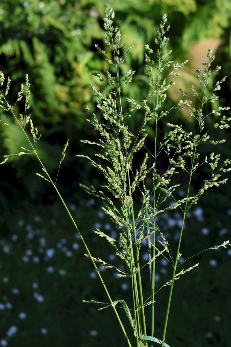 Poa trivialis - © Charles Hipkin