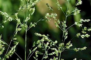 Rough Meadow-grass: Poa trivialis