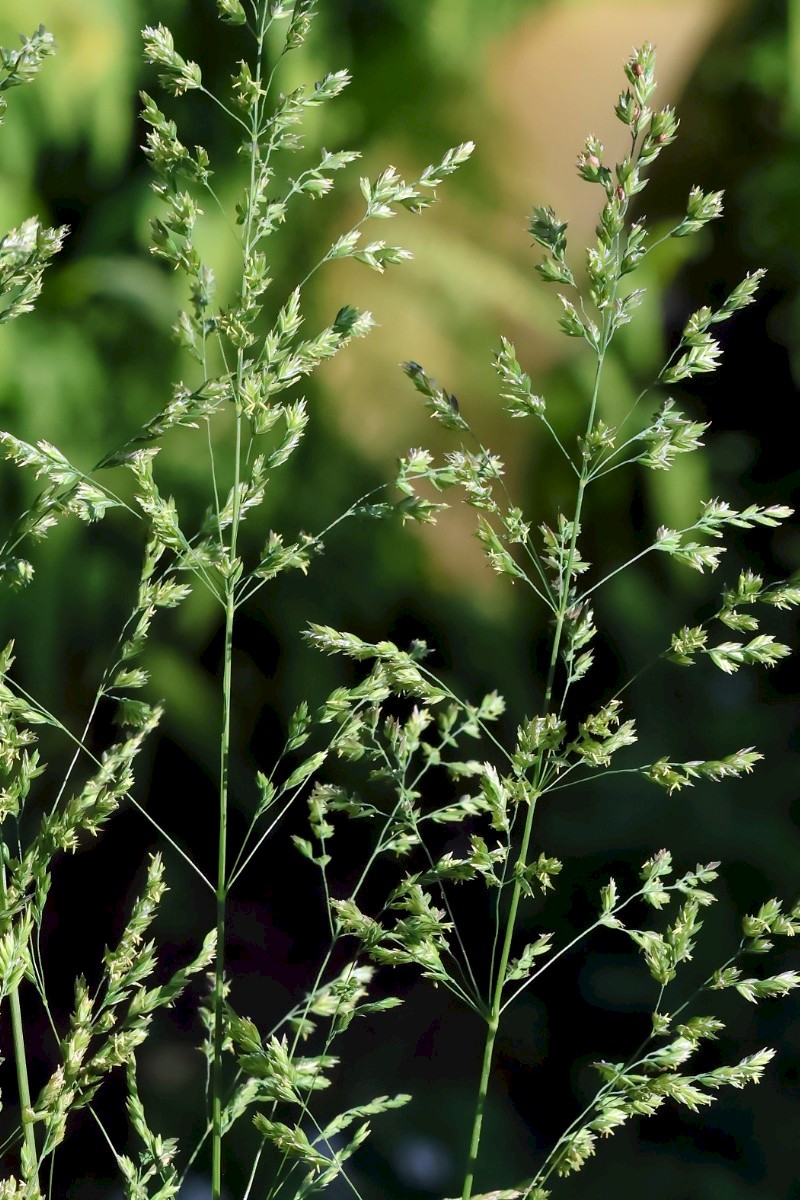 Poa trivialis - © Charles Hipkin