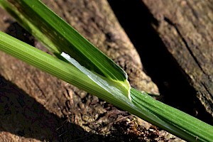 Rough Meadow-grass: Poa trivialis