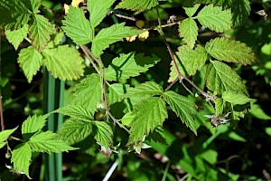 Raspberry: Rubus idaeus