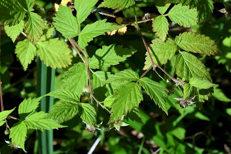 Rubus idaeus - © Charles Hipkin