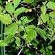 Rubus idaeus