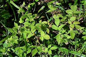 Raspberry: Rubus idaeus