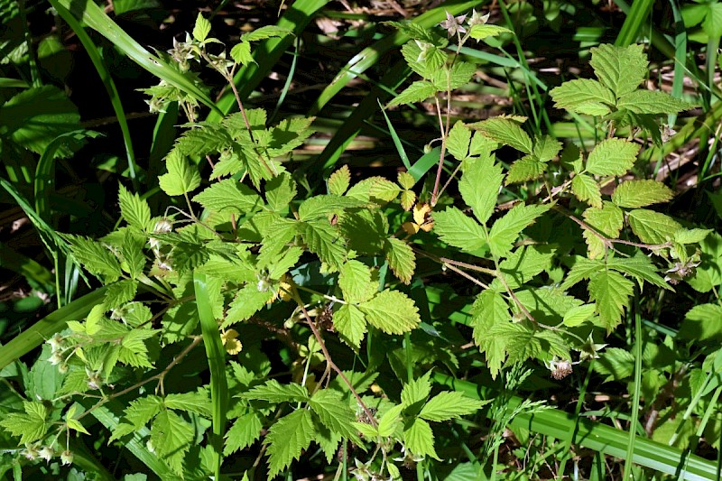 Rubus idaeus