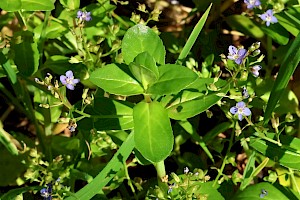 Veronica beccabunga Brooklime