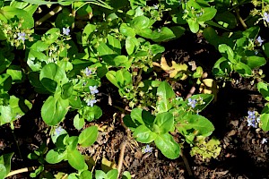 Brooklime: Veronica beccabunga