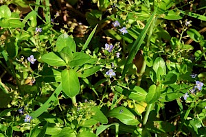 Brooklime: Veronica beccabunga