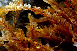 Spotty Featherwort: Plagiochila punctata