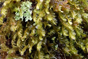 Plagiochila punctata Spotty Featherwort