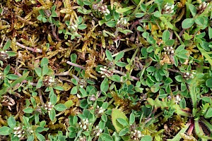 Rough Clover: Trifolium scabrum