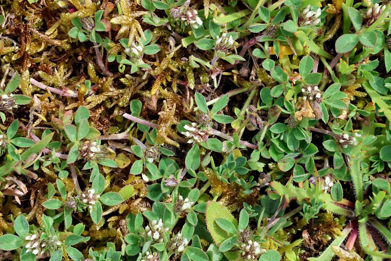 Trifolium scabrum - © Charles Hipkin