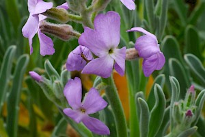 Sea Stock: Matthiola sinuata