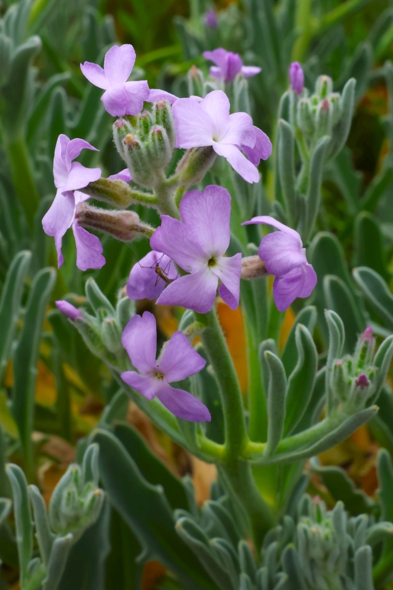 Matthiola sinuata - © Charles Hipkin