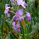 Matthiola sinuata