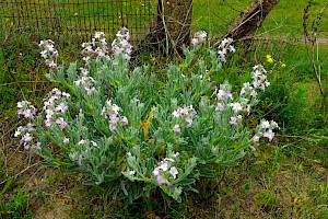 Sea Stock: Matthiola sinuata