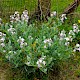 Matthiola sinuata