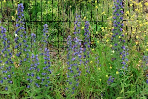 Echium vulgare Viper's-bugloss