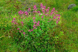 Red Valerian: Centranthus ruber