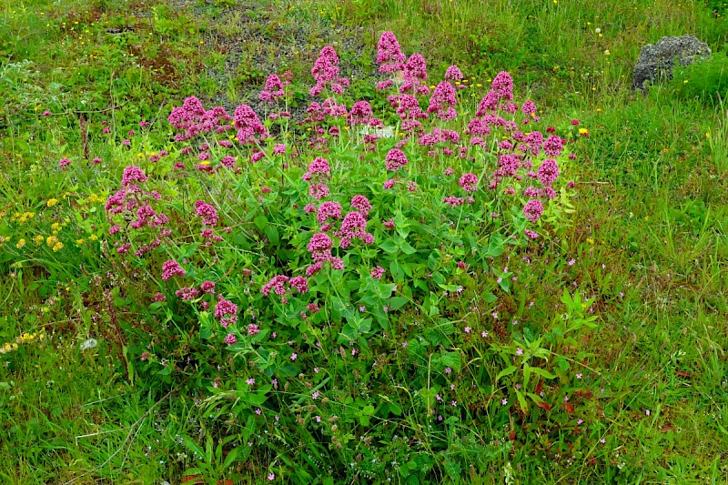 Centranthus ruber - © Charles Hipkin