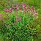 Centranthus ruber