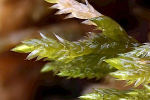 Holt's Mouse-tail Moss: Isothecium holtii